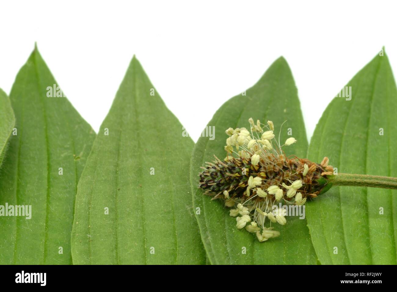 Ribwort Plantain, English Plantain (Plantago lanceolata), medicinal plant, medical use Stock Photo