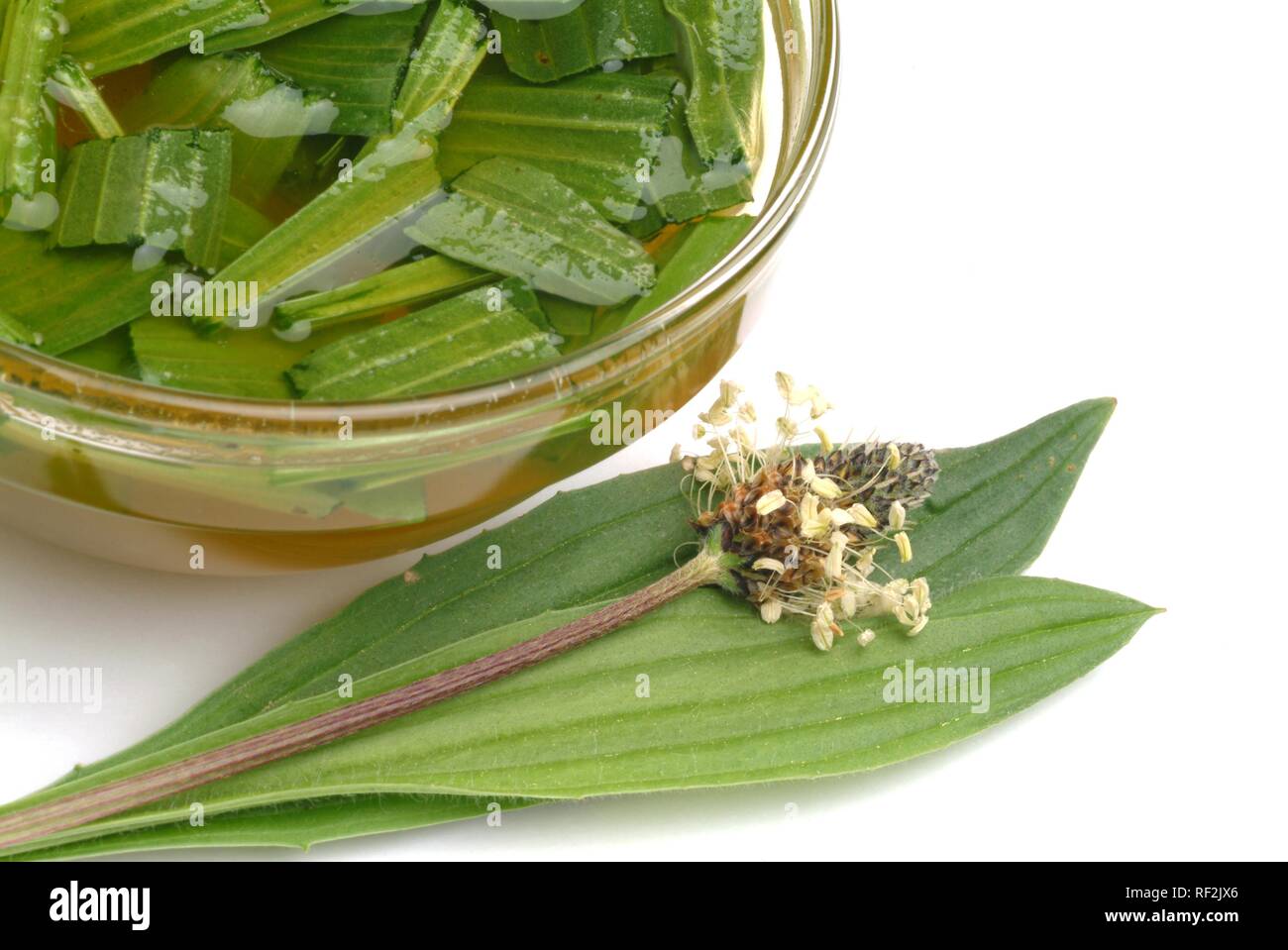 Ribwort Plantain, English Plantain (Plantago lanceolata), medicinal plant, tea Stock Photo