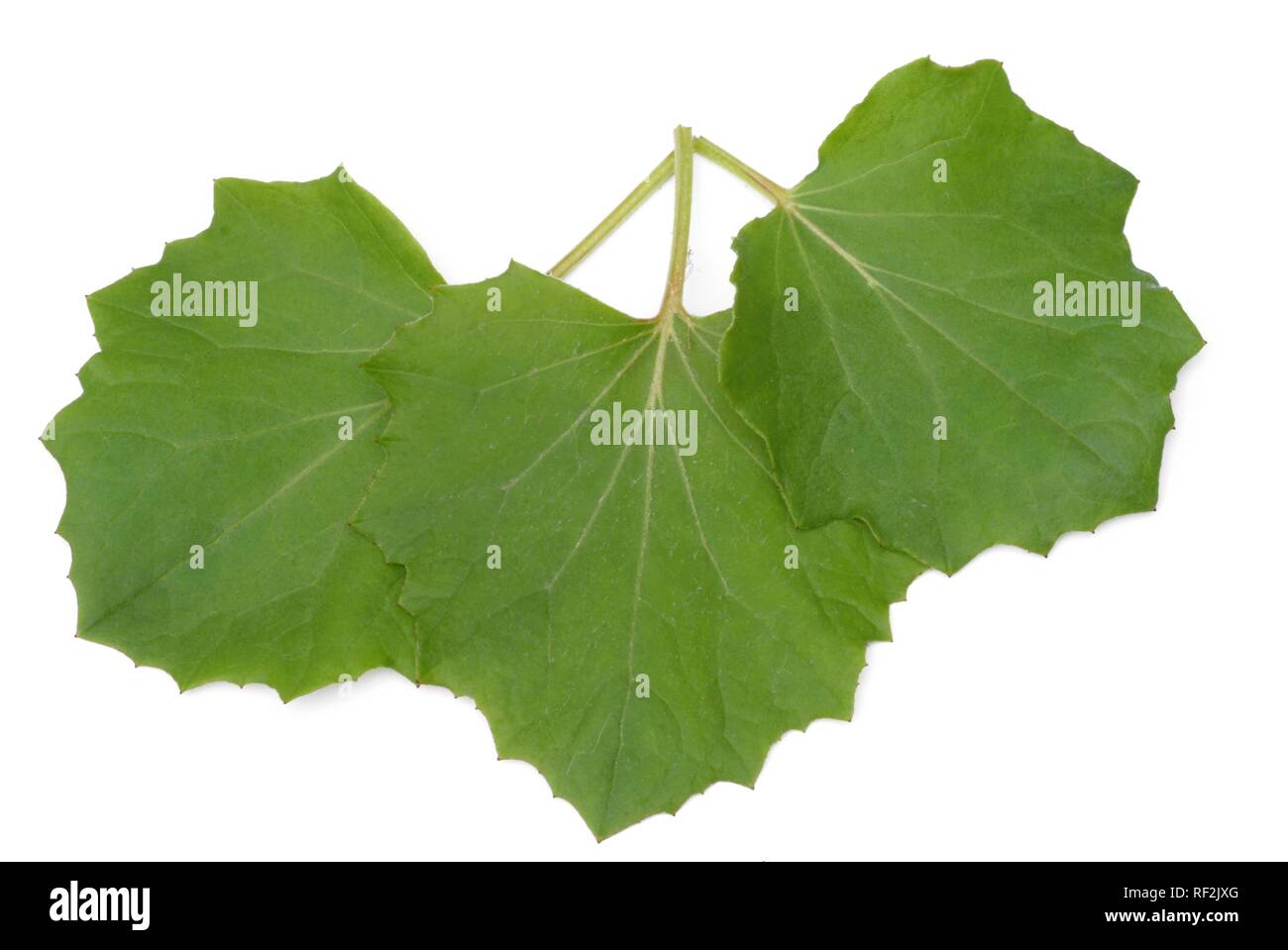 Coltsfoot leaves (Tussilago farfara), medicinal plant Stock Photo