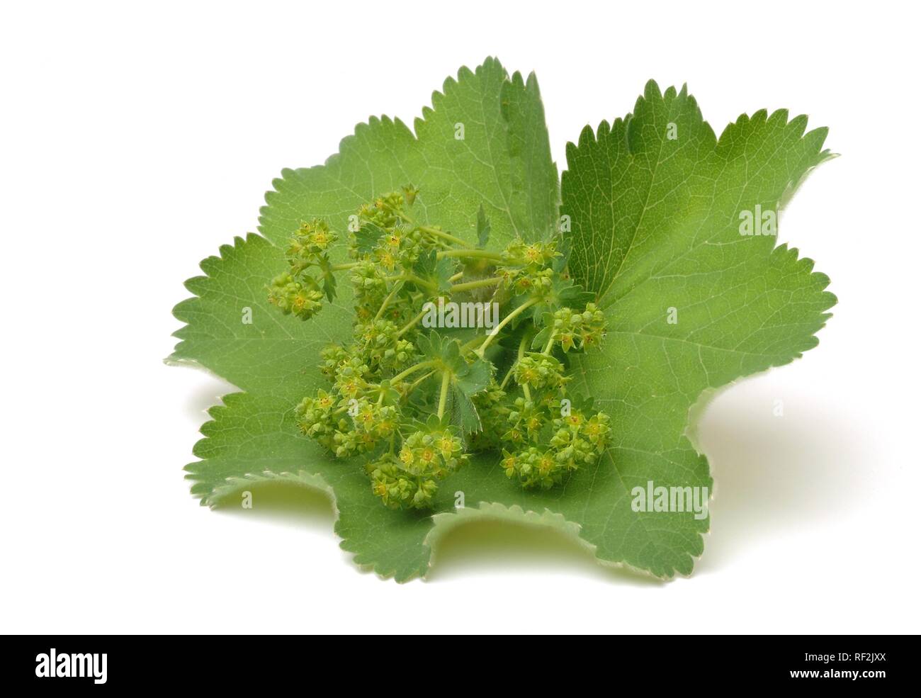 Lady's Mantle (Alchemilla vulgaris), medicinal plant Stock Photo