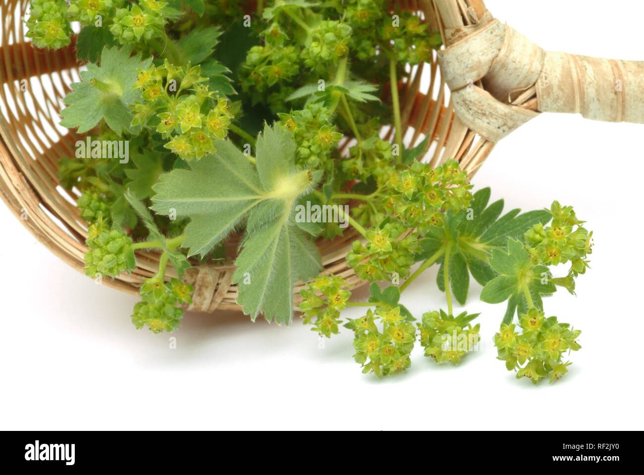 Lady's Mantle (Alchemilla vulgaris), medicinal plant Stock Photo
