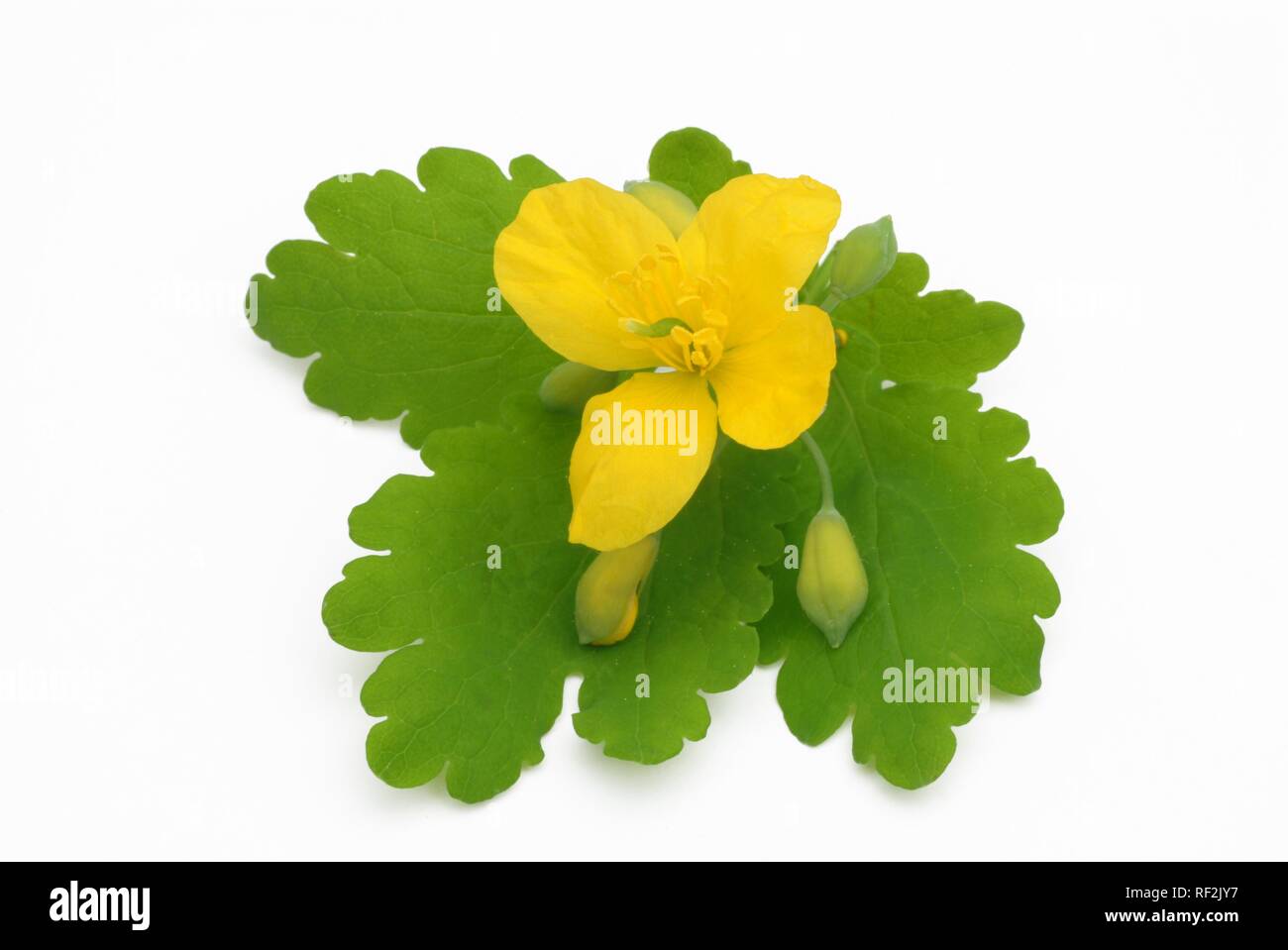 Greater Celandine or Tetterwort (Chelidonium majus), medicinal plant, poisonous Stock Photo