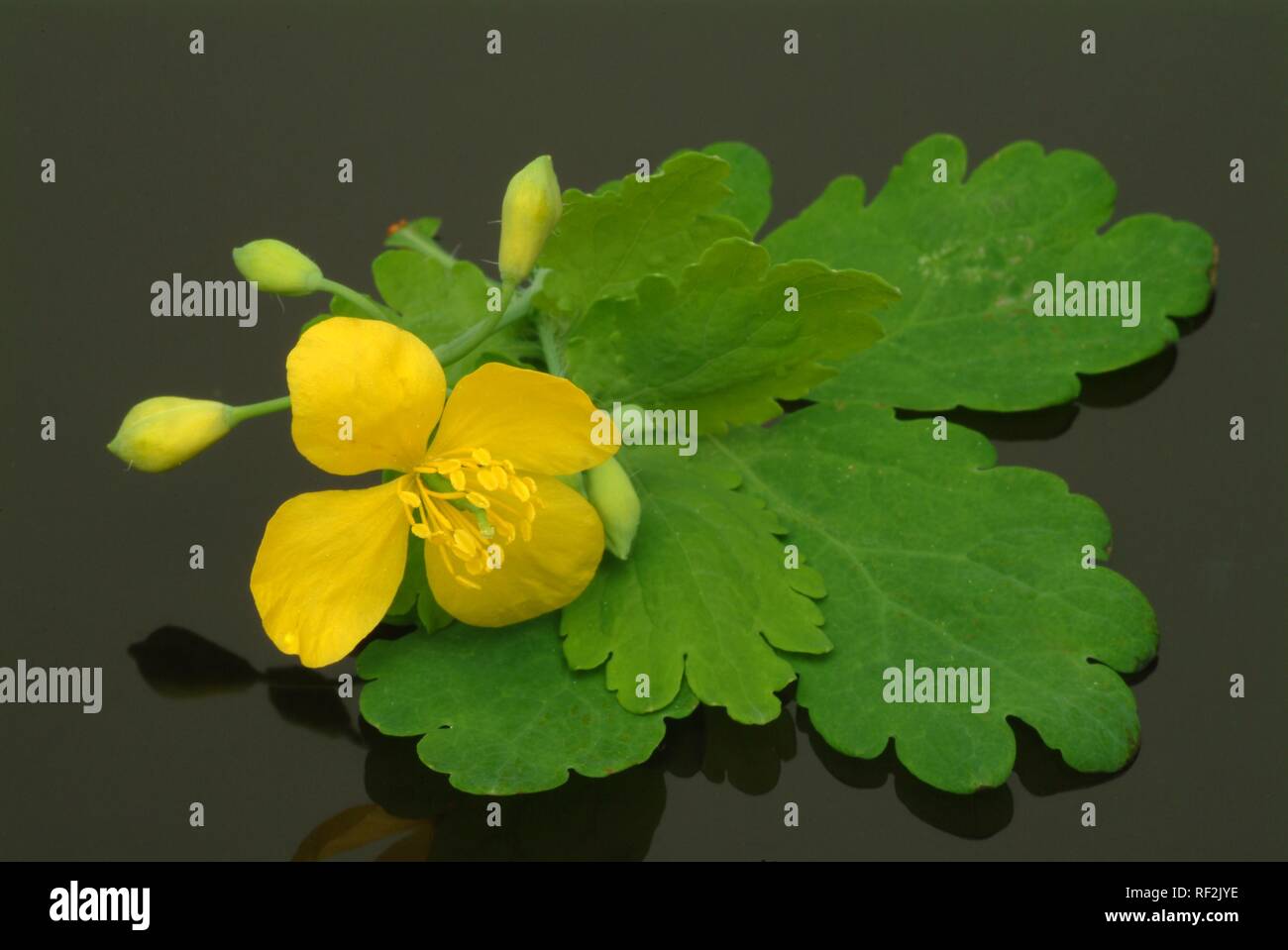 Greater Celandine or Tetterwort (Chelidonium majus), medicinal plant, poisonous Stock Photo