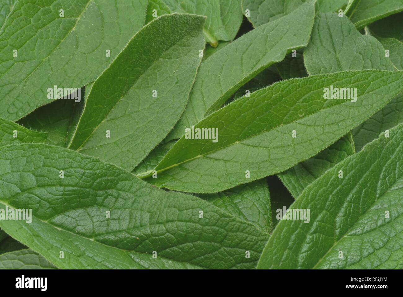 Comfrey (Symphytum officinale), medicinal plant Stock Photo