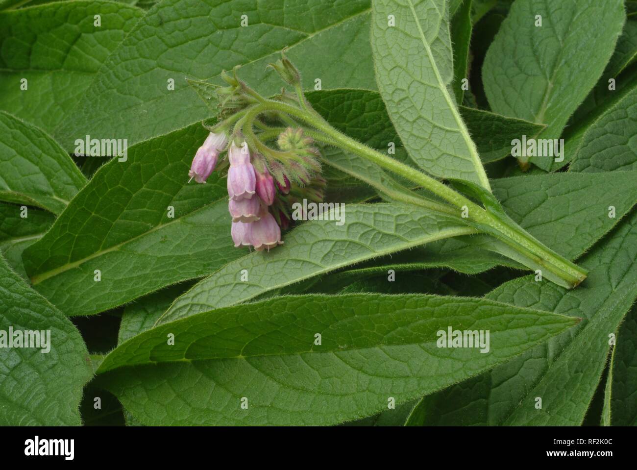 Comfrey (Symphytum officinale), medicinal plant Stock Photo