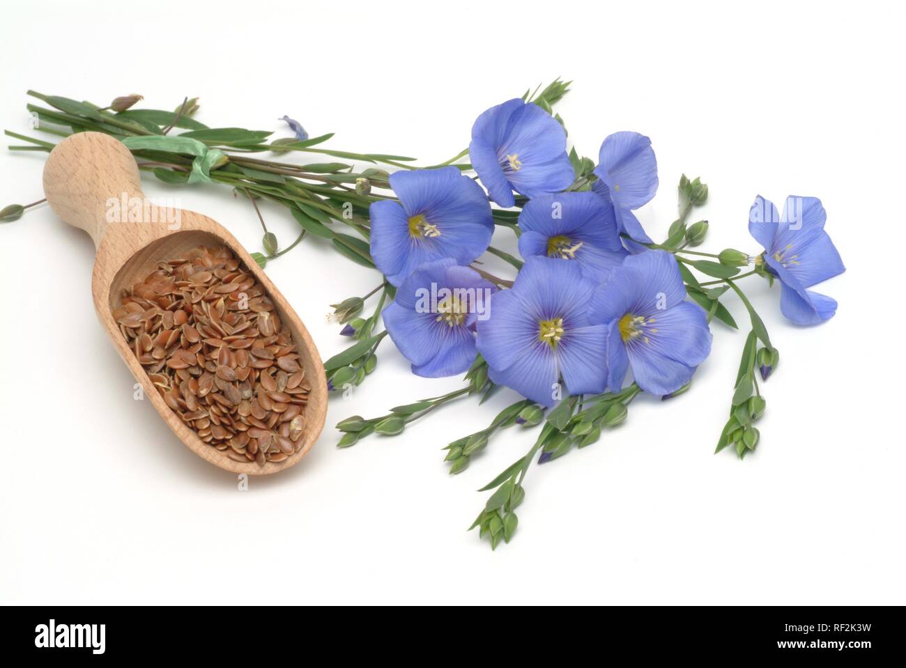 Flax or Linseed (Linum usitatissimum), medicinal plant Stock Photo Alamy