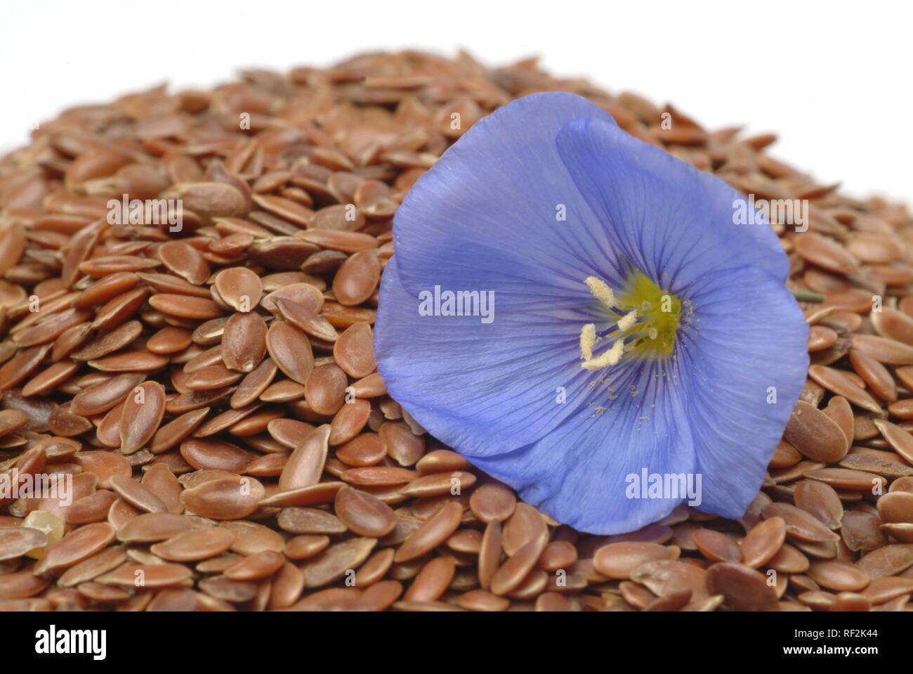 семечка льна. лен долгунец семена. цветет лён долгунец. лен обыкновенный - linum usitatissimum. Linum lewisii.