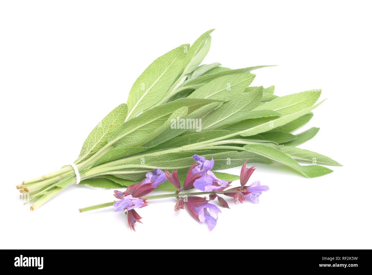 Common Sage (Salvia officinalis), medicinal plant, herb Stock Photo Alamy