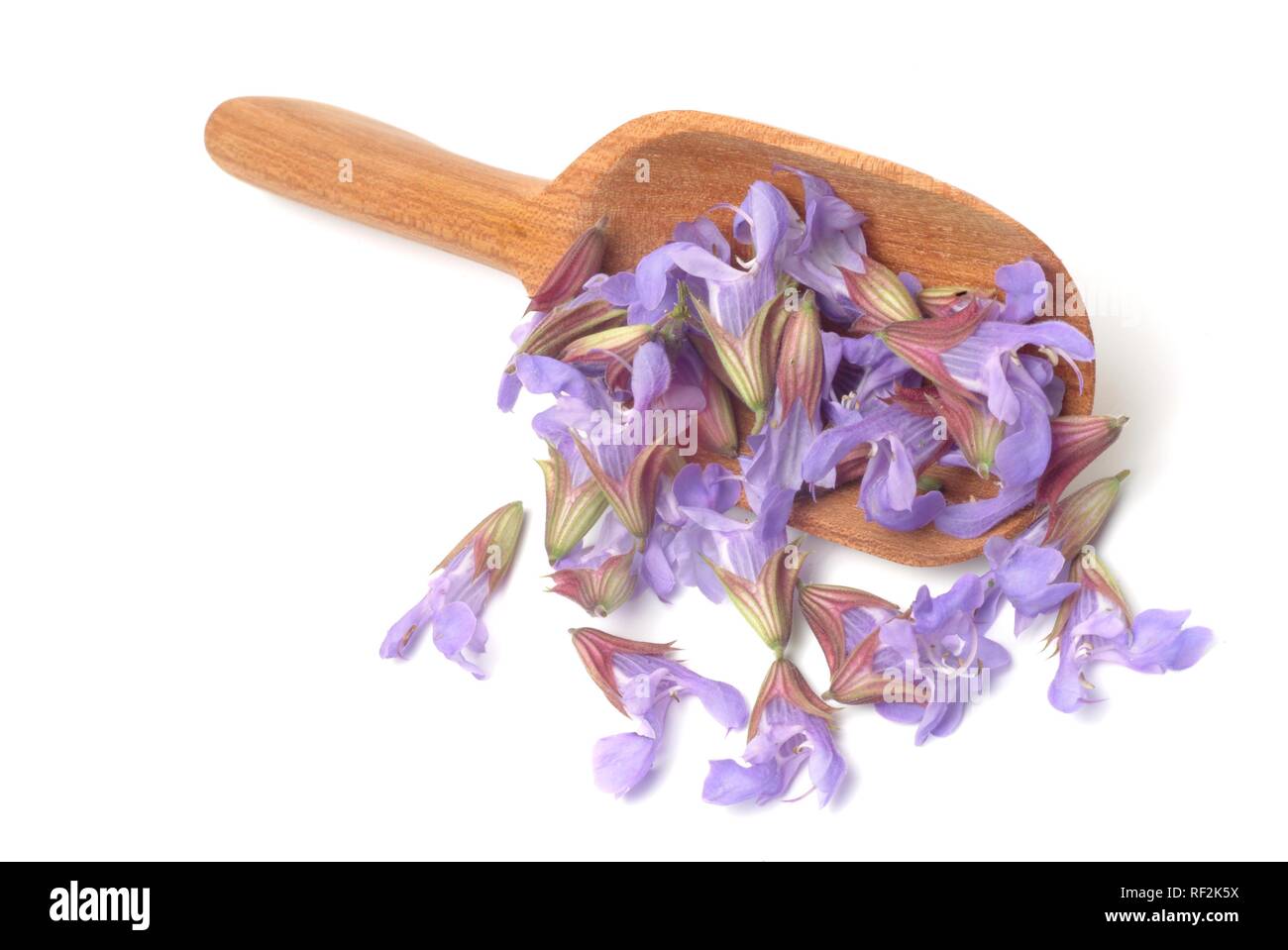 Common Sage (Salvia officinalis), medicinal plant, herb Stock Photo