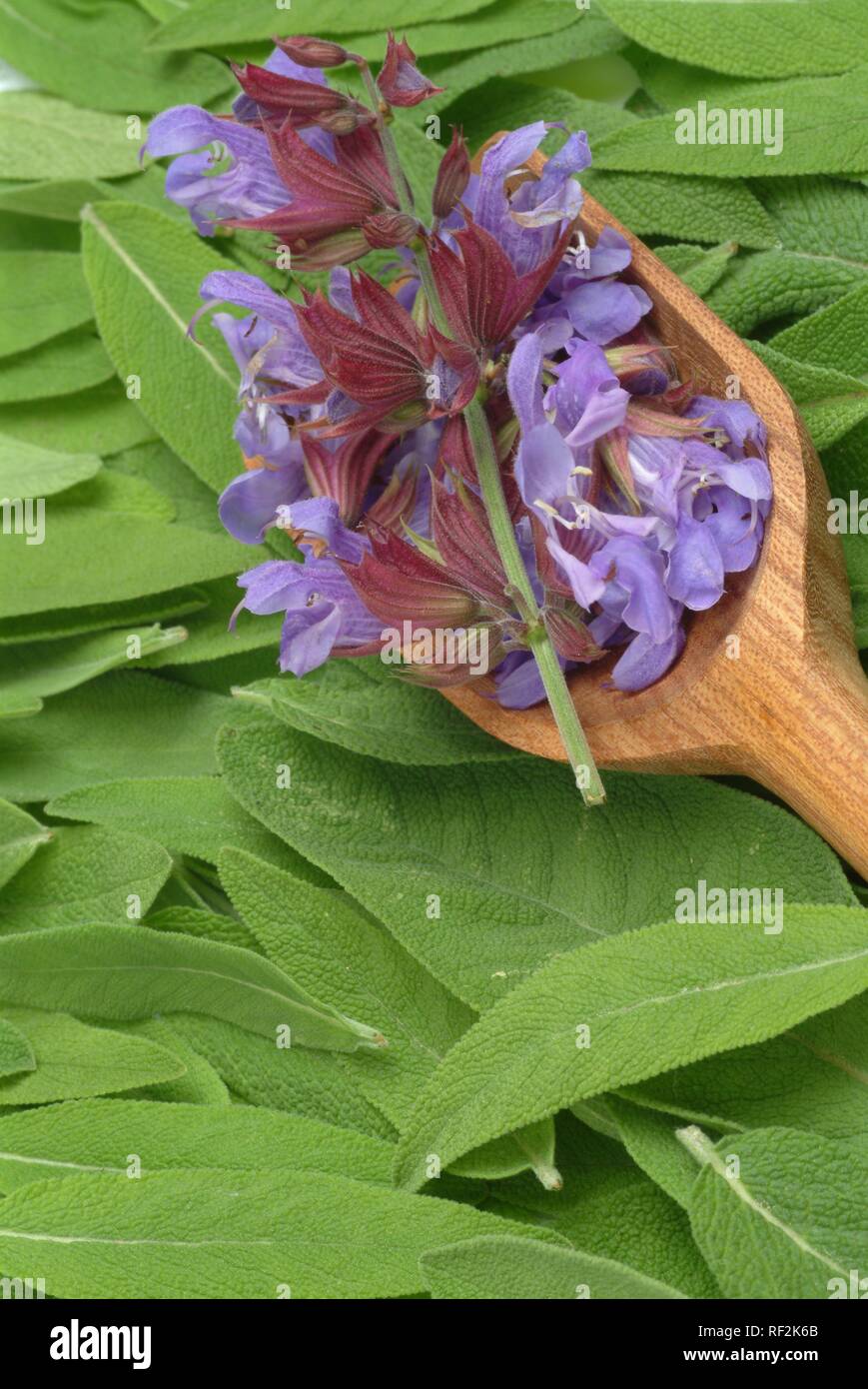 Common Sage (Salvia officinalis), medicinal plant, herb Stock Photo Alamy