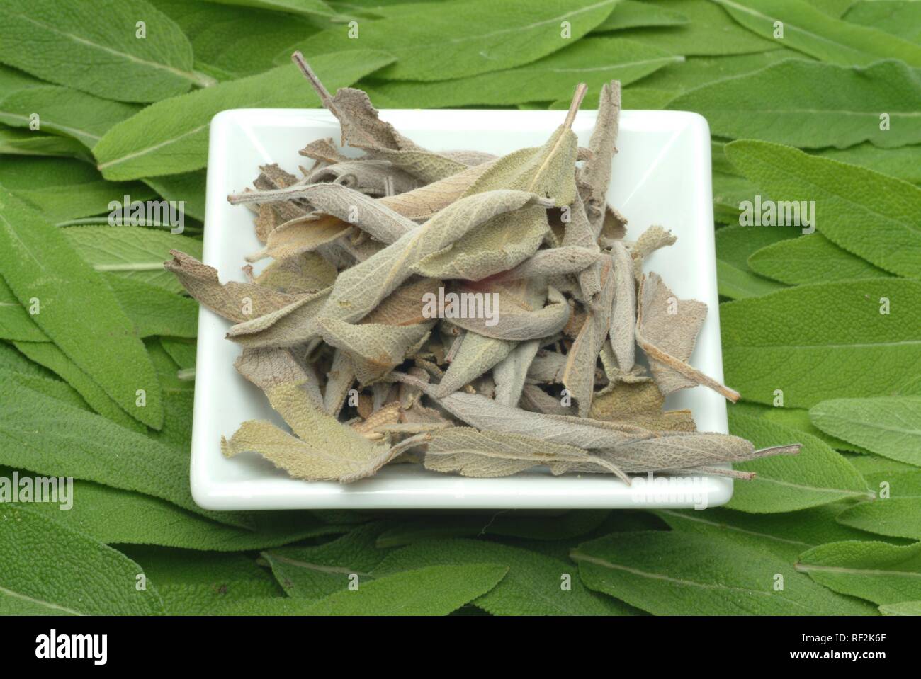 Common Sage (Salvia officinalis), fresh and dried leaves, medicinal plant Stock Photo