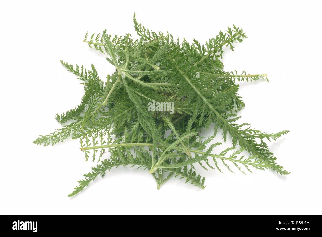 Common Yarrow (Achillea millefolium), medicinal plant Stock Photo