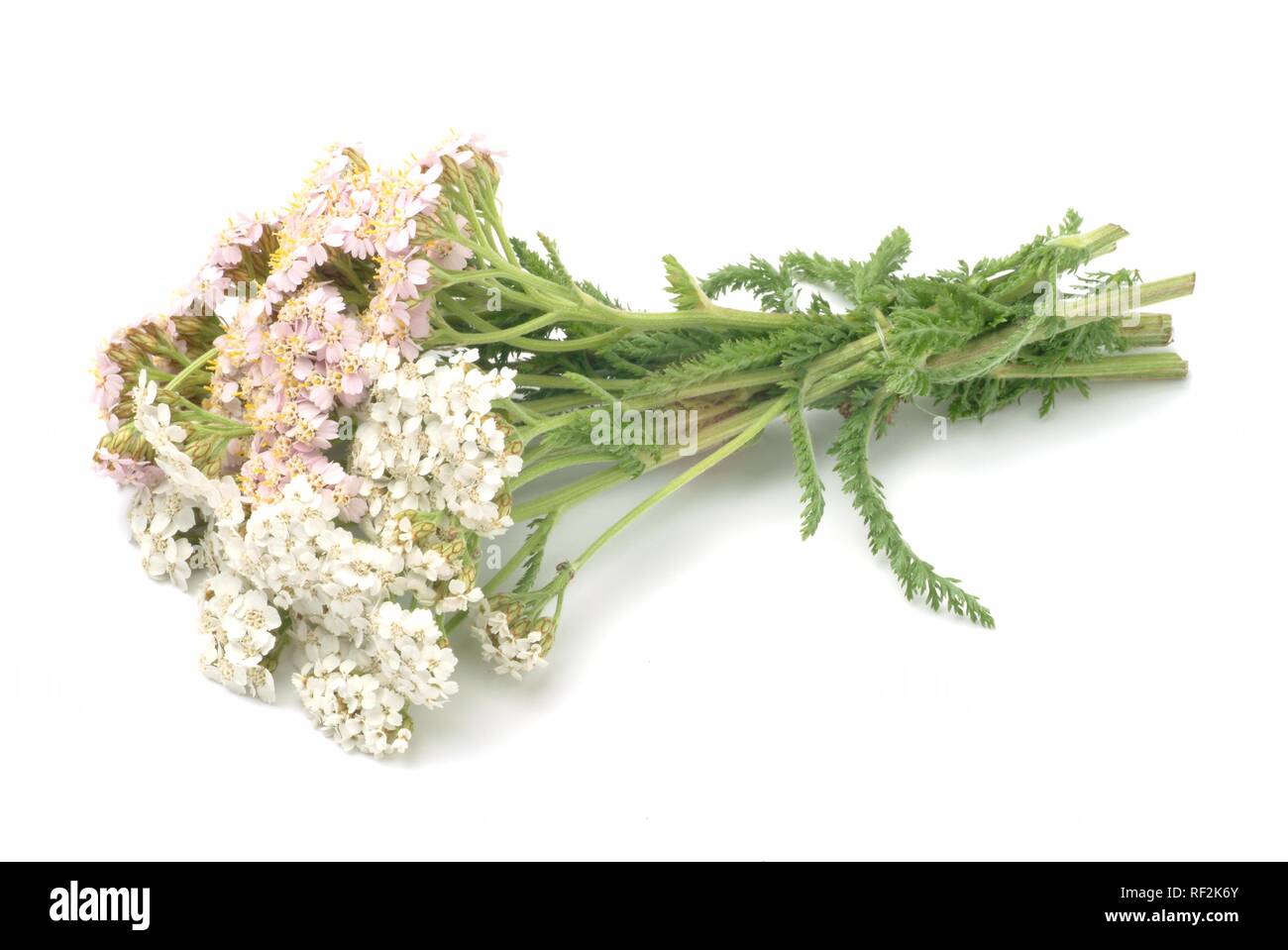 Common Yarrow (Achillea millefolium), medicinal plant Stock Photo