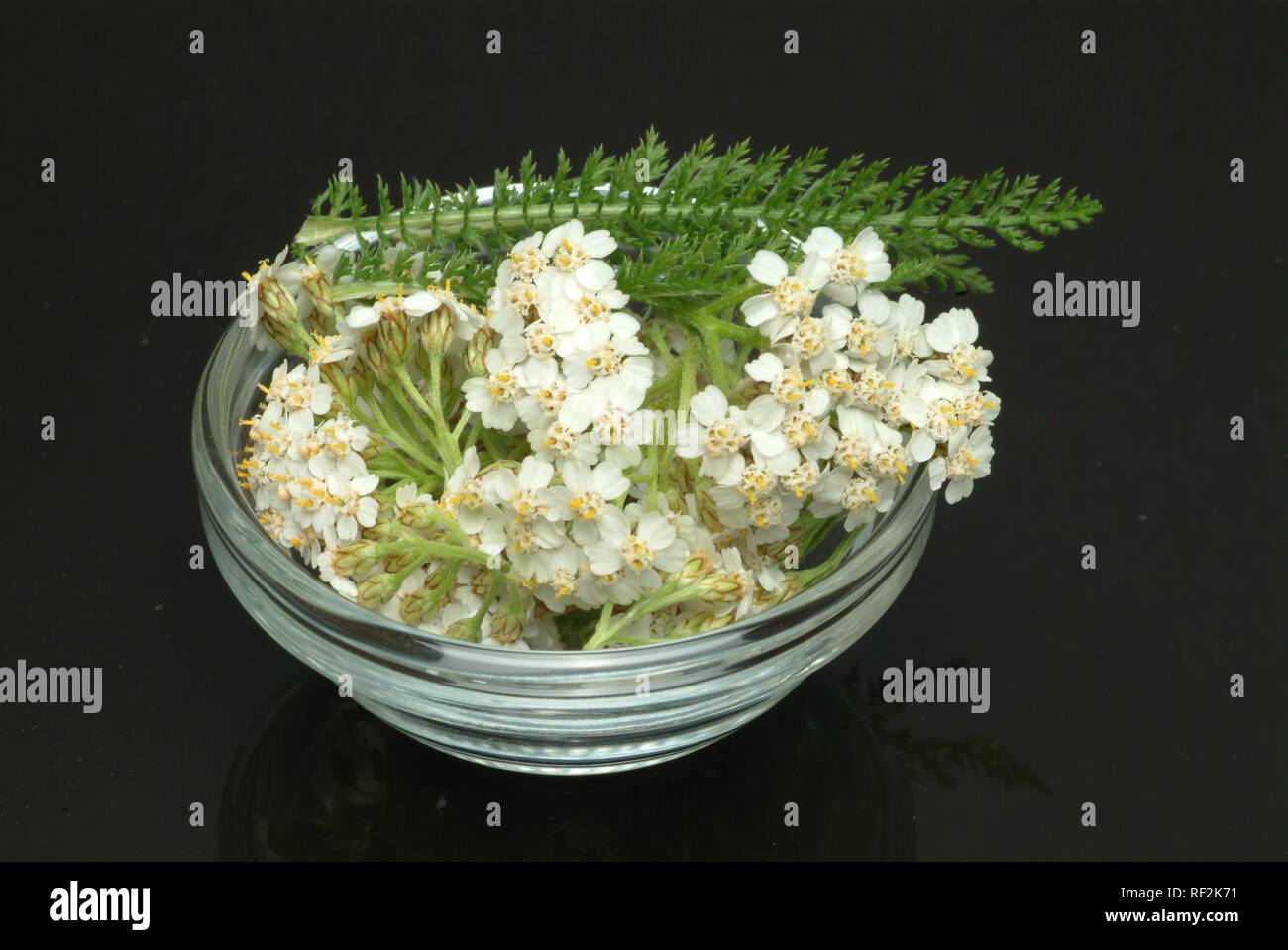 Common Yarrow (Achillea millefolium), medicinal plant Stock Photo