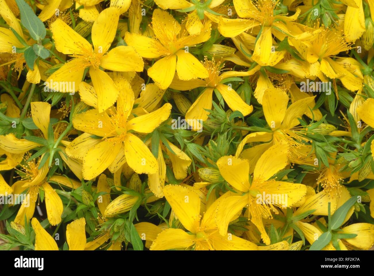 St. John´s Wort (Hypericum perforatum), medicinal plant, herb Stock Photo