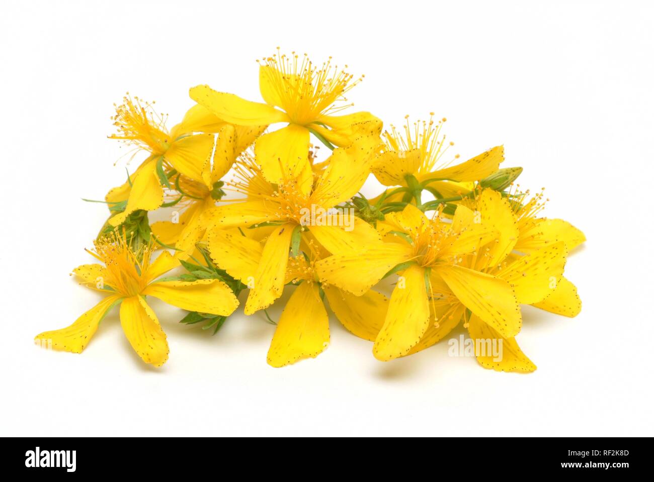 St. John´s Wort (Hypericum perforatum), medicinal plant, herb Stock Photo