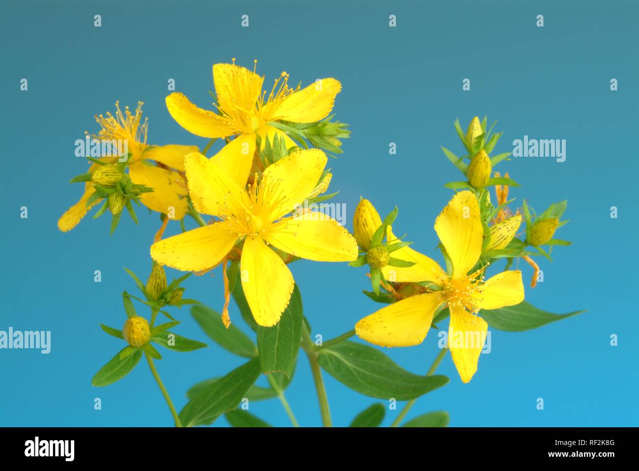 St. John´s Wort (Hypericum perforatum), medicinal plant Stock Photo
