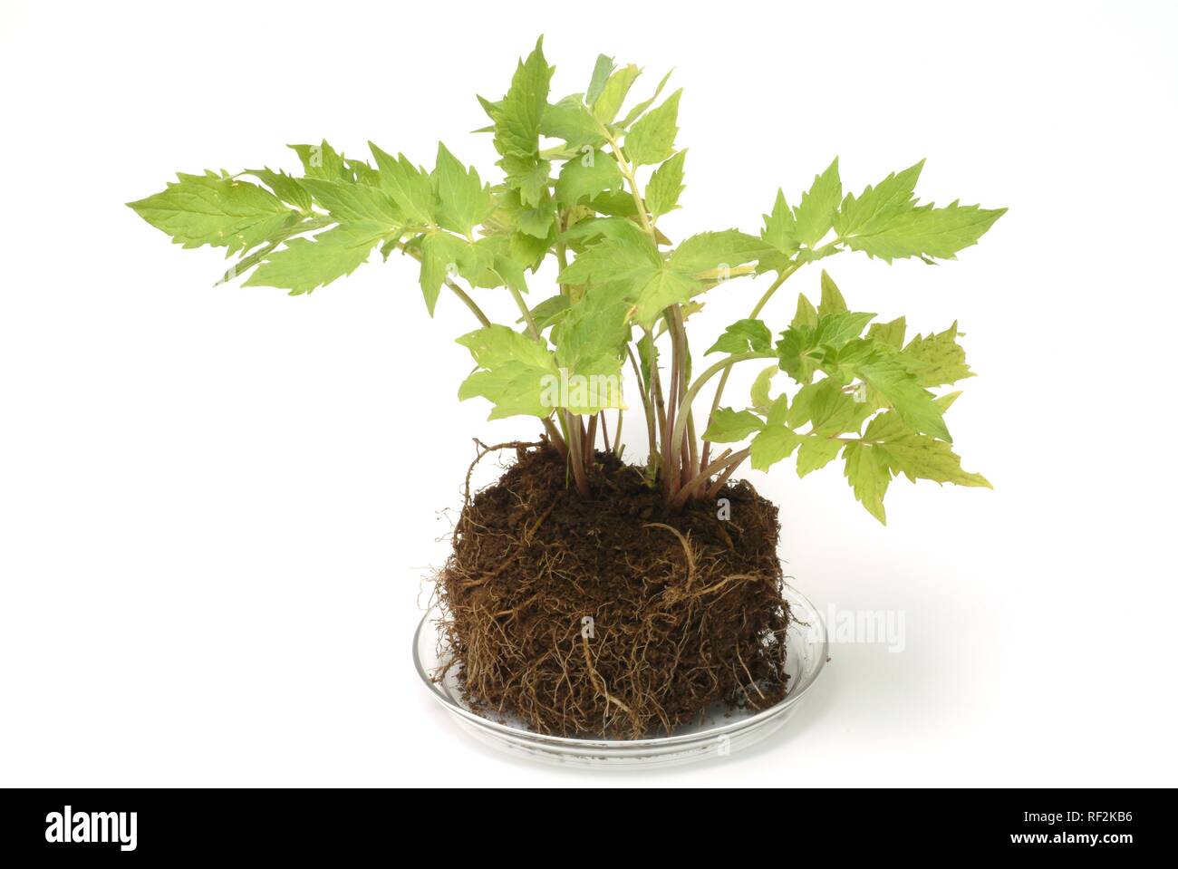 Valerian or All-heal (Valeriana officinalis), medicinal plant, herb Stock Photo