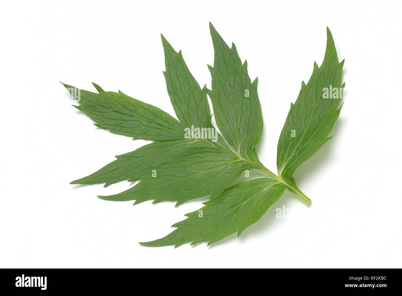 Valerian or All-heal leaves (Valeriana officinalis), medicinal plant, herb Stock Photo