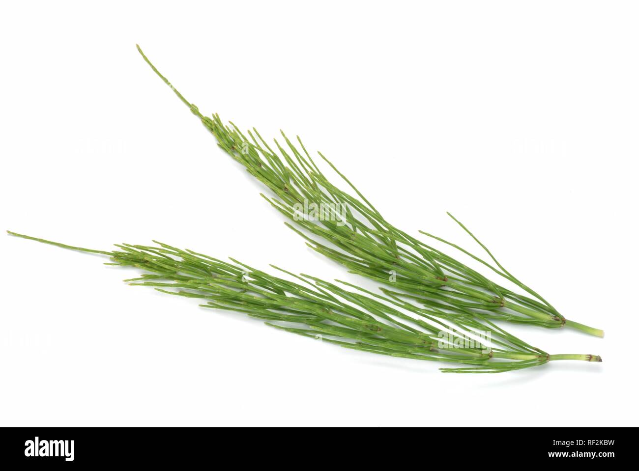 Field Horsetail (Equisetum arvense), medicinal plant Stock Photo