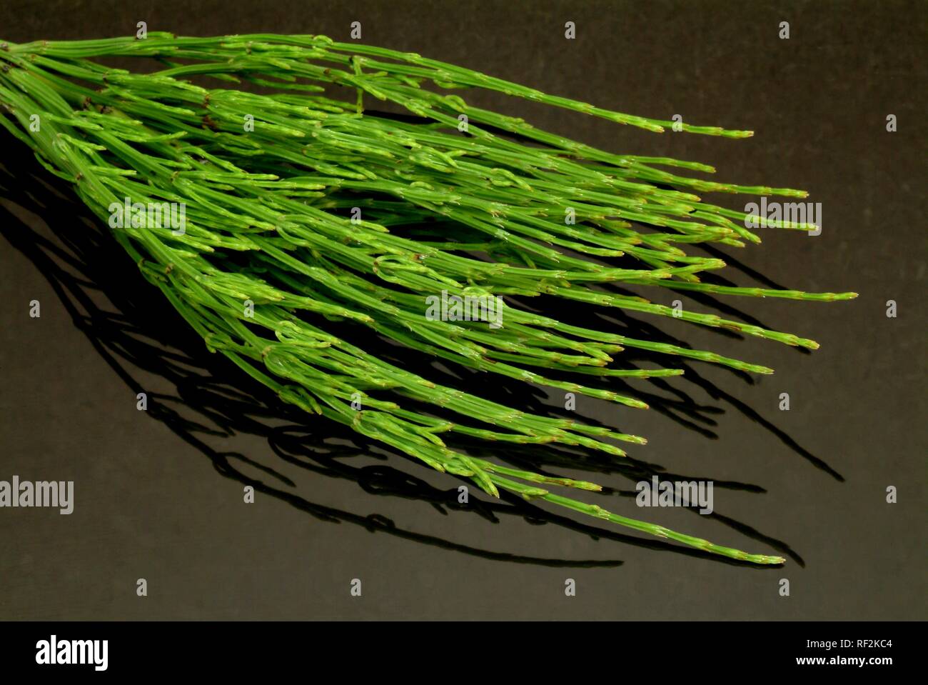 Field Horsetail (Equisetum arvense), medicinal plant Stock Photo