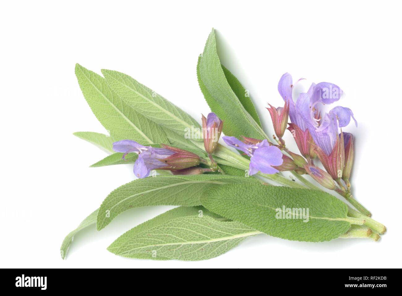 Common Sage (Salvia officinalis), medicinal plant, herb Stock Photo
