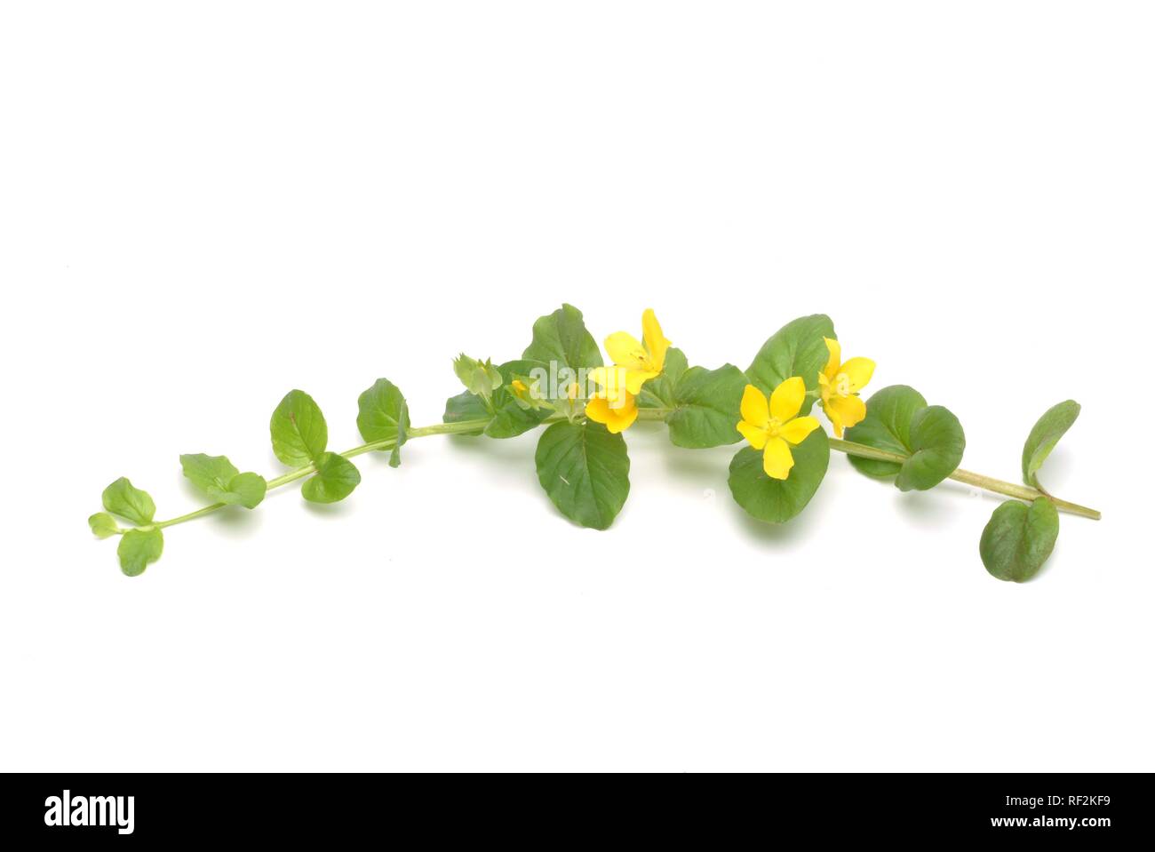Creeping Jenny, Moneywort or Twopenny Grass (Lysimachia nummularia), medicinal plant Stock Photo