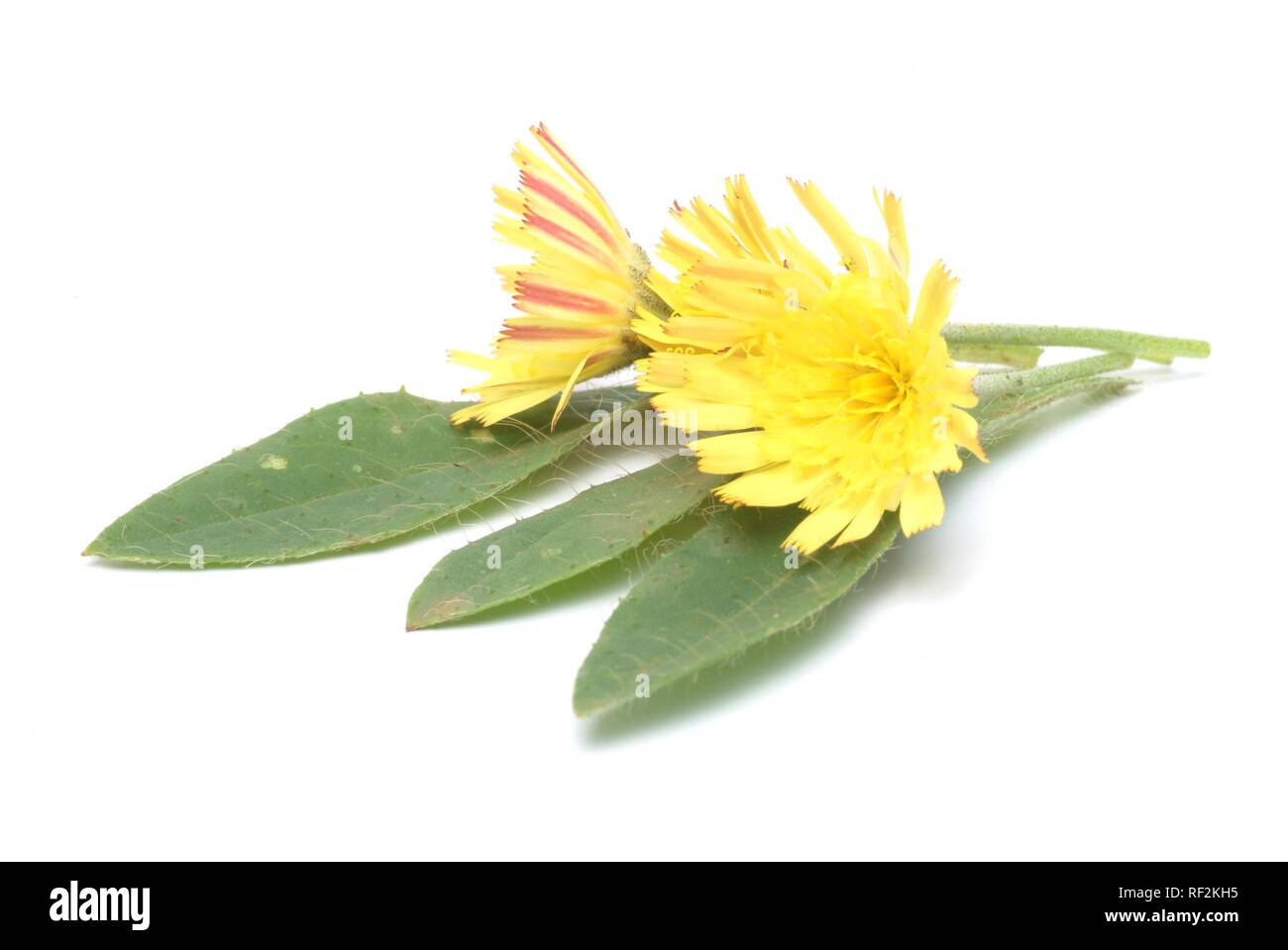 Mouse-ear Hawkweed (Hieracium pilosella euronotum), medicinal plant Stock Photo