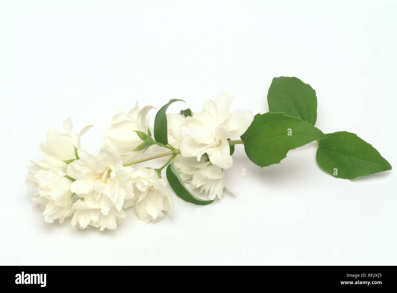 Carolina jasmine hires stock photography and images Alamy