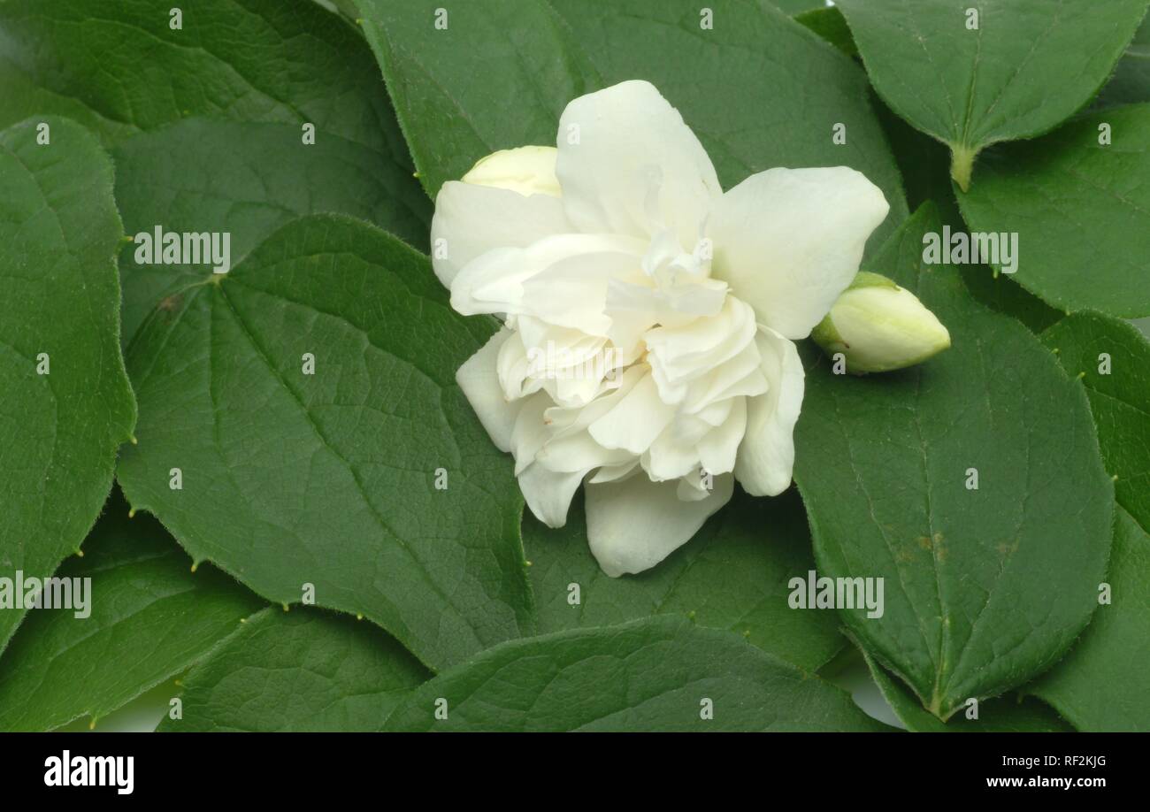 Yellow Jessamine, Carolina Jasmine or Evening Trumpetflower (Gelsemium
