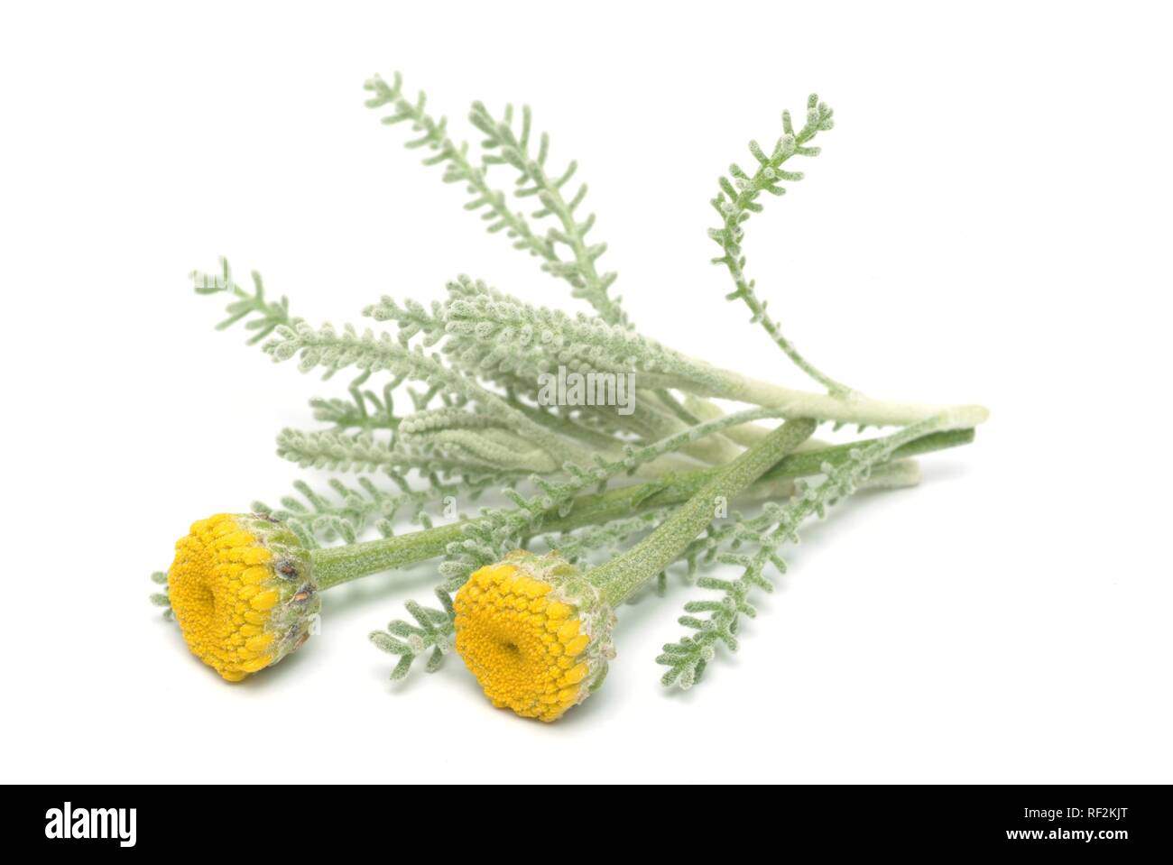 Cotton Lavender or Gray Santolina (Santolina chamaecyparissus), medicinal plant Stock Photo
