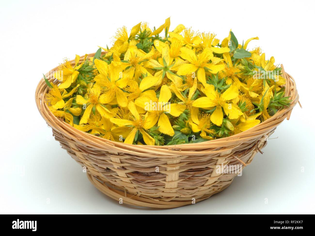 St. John´s Wort (Hypericum perforatum), medicinal plant, blossoms collected in a basket Stock Photo