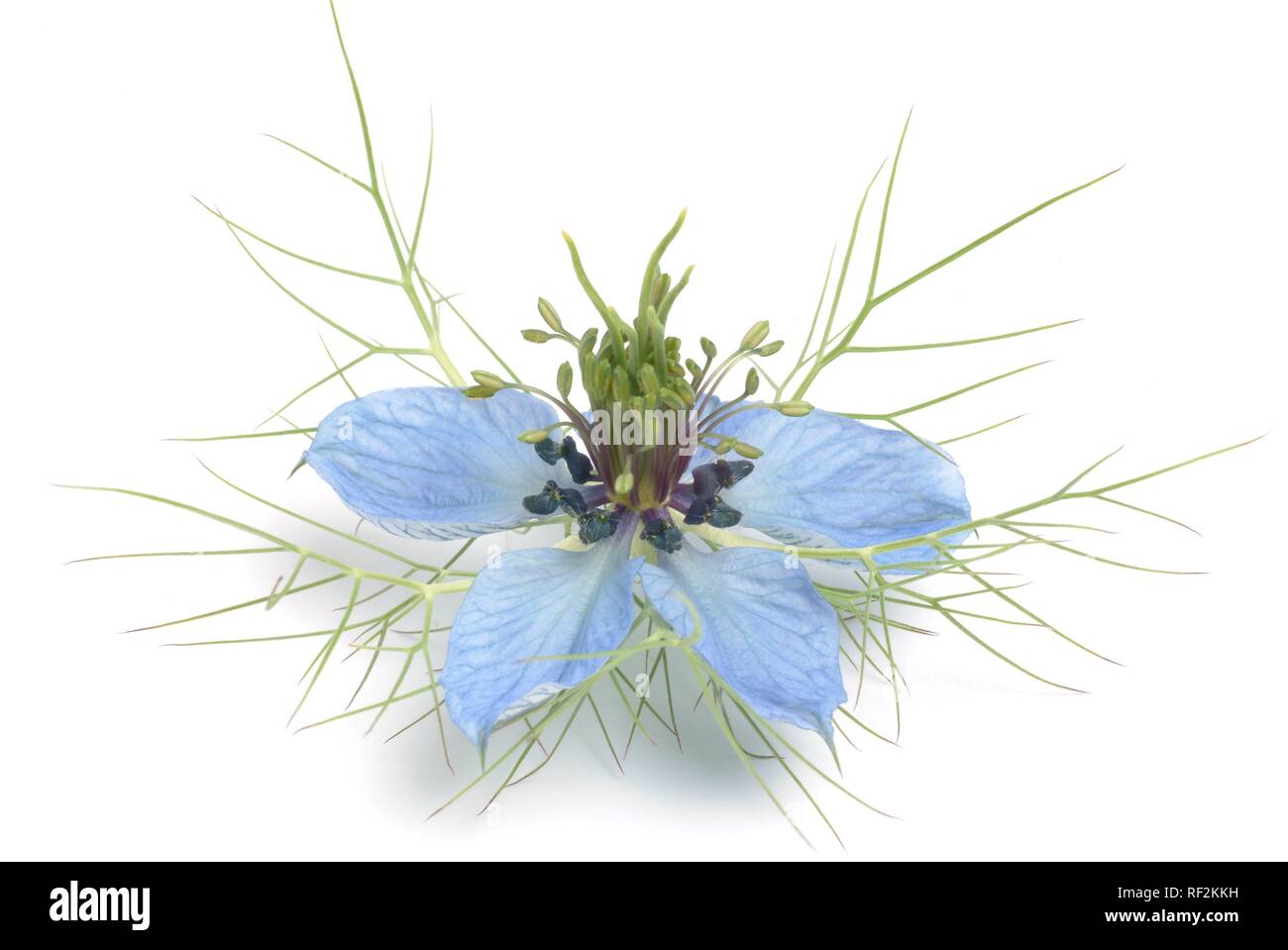 Fennel Flower, Black Caraway (Nigella sativa), medicinal plant Stock Photo