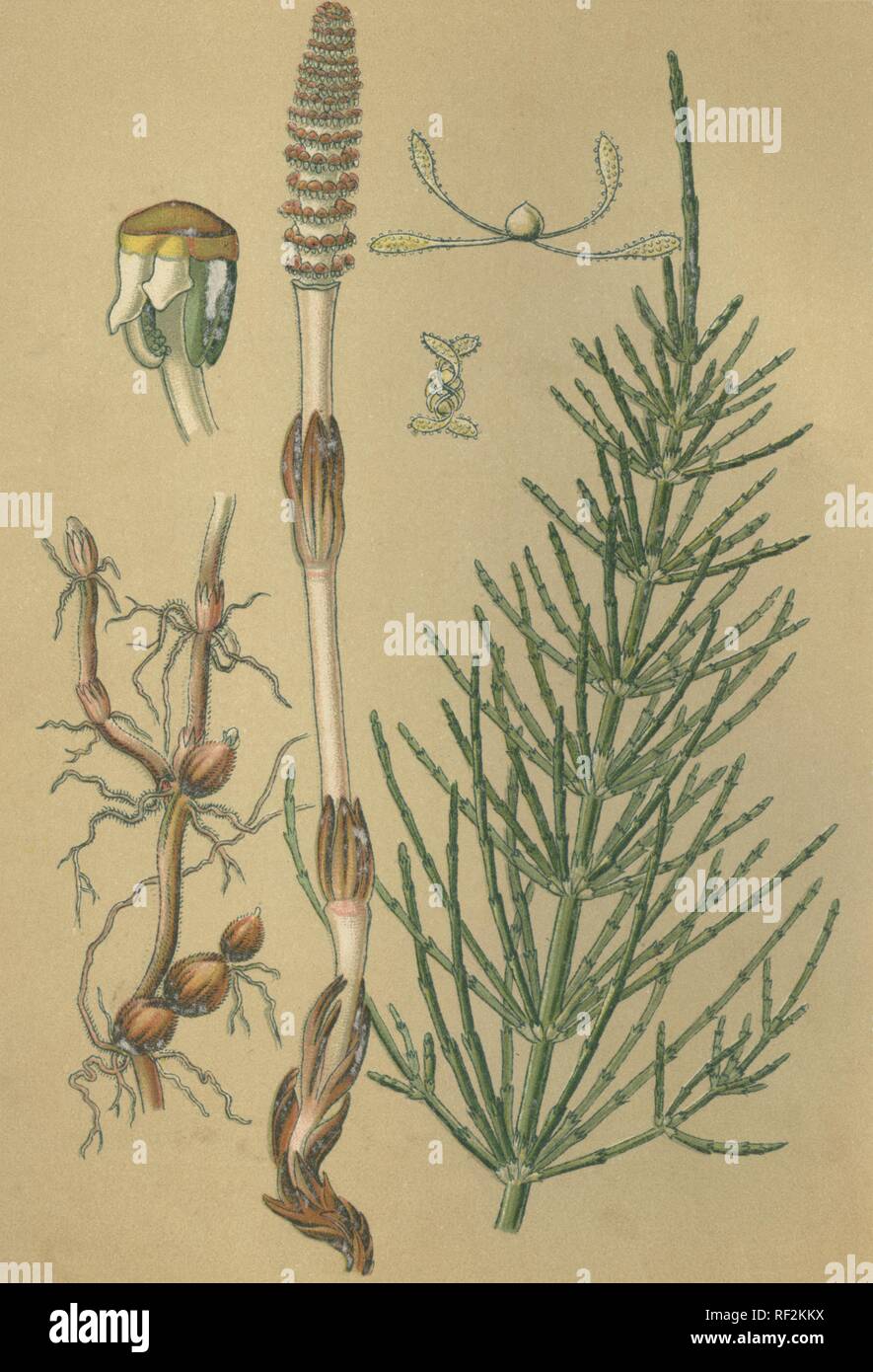 Field Horsetail (Equisetum arvense), medicinal plant, historical chromolithograph dated to 1880 Stock Photo