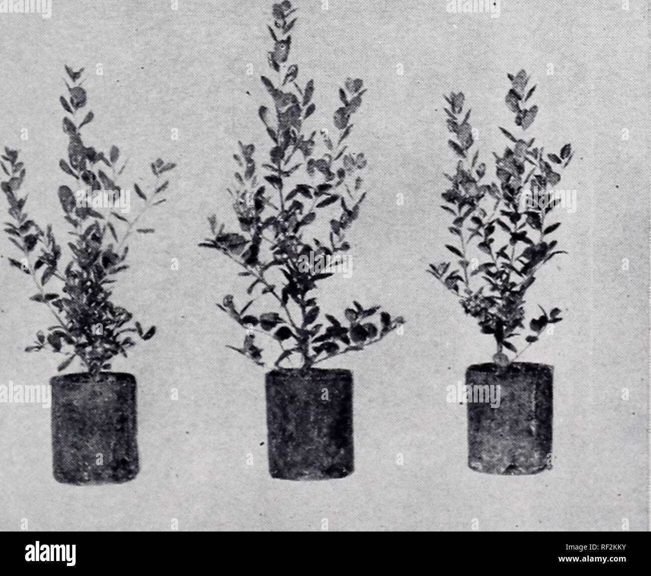 Catalogue : 1953 1954 Nurseries (Horticulture) Catalogs Nursery