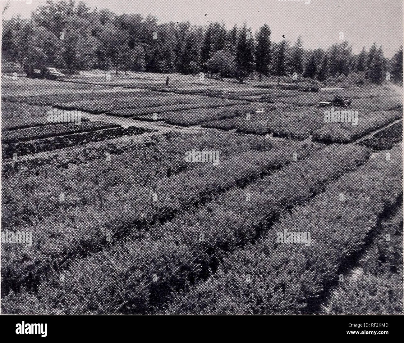 Tall Narrow California Ligustrum Privet Hedge