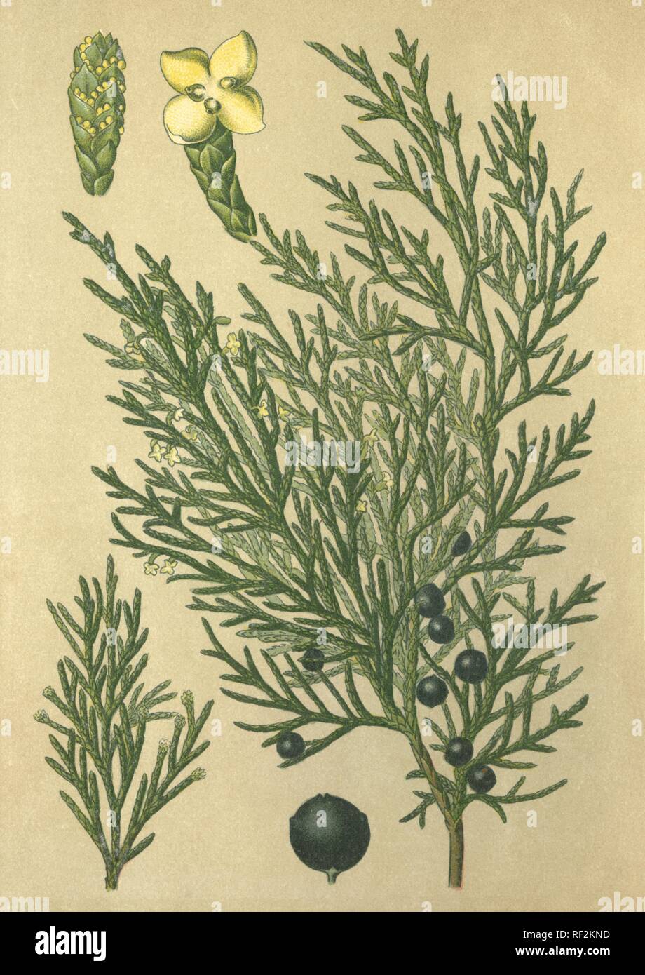 Savin Juniper or Savin (Juniperus sabina), medicinal plant, historical chromolithograph dated to 1880 Stock Photo