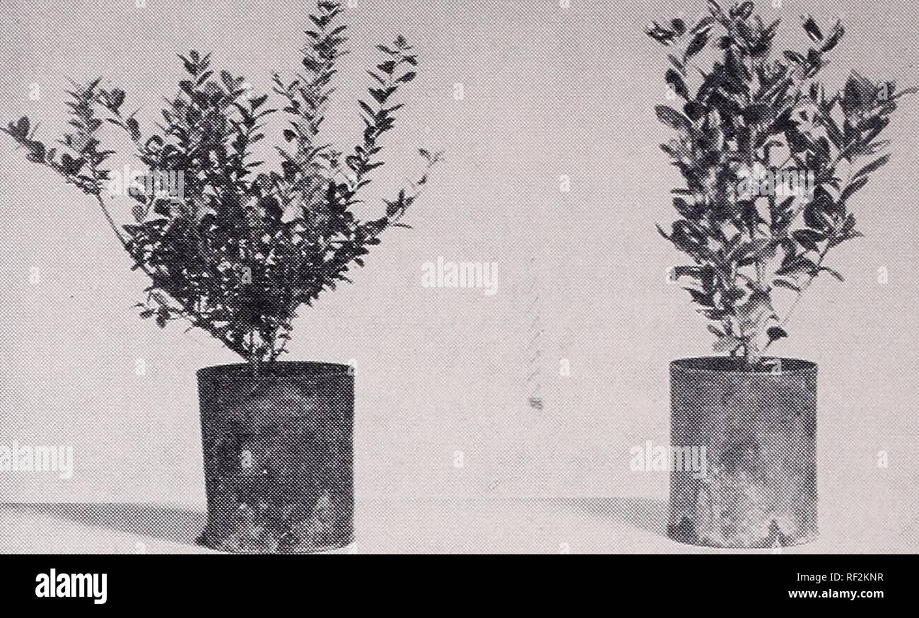 Catalogue : 1955 1956 Nurseries (Horticulture) Catalogs Nursery