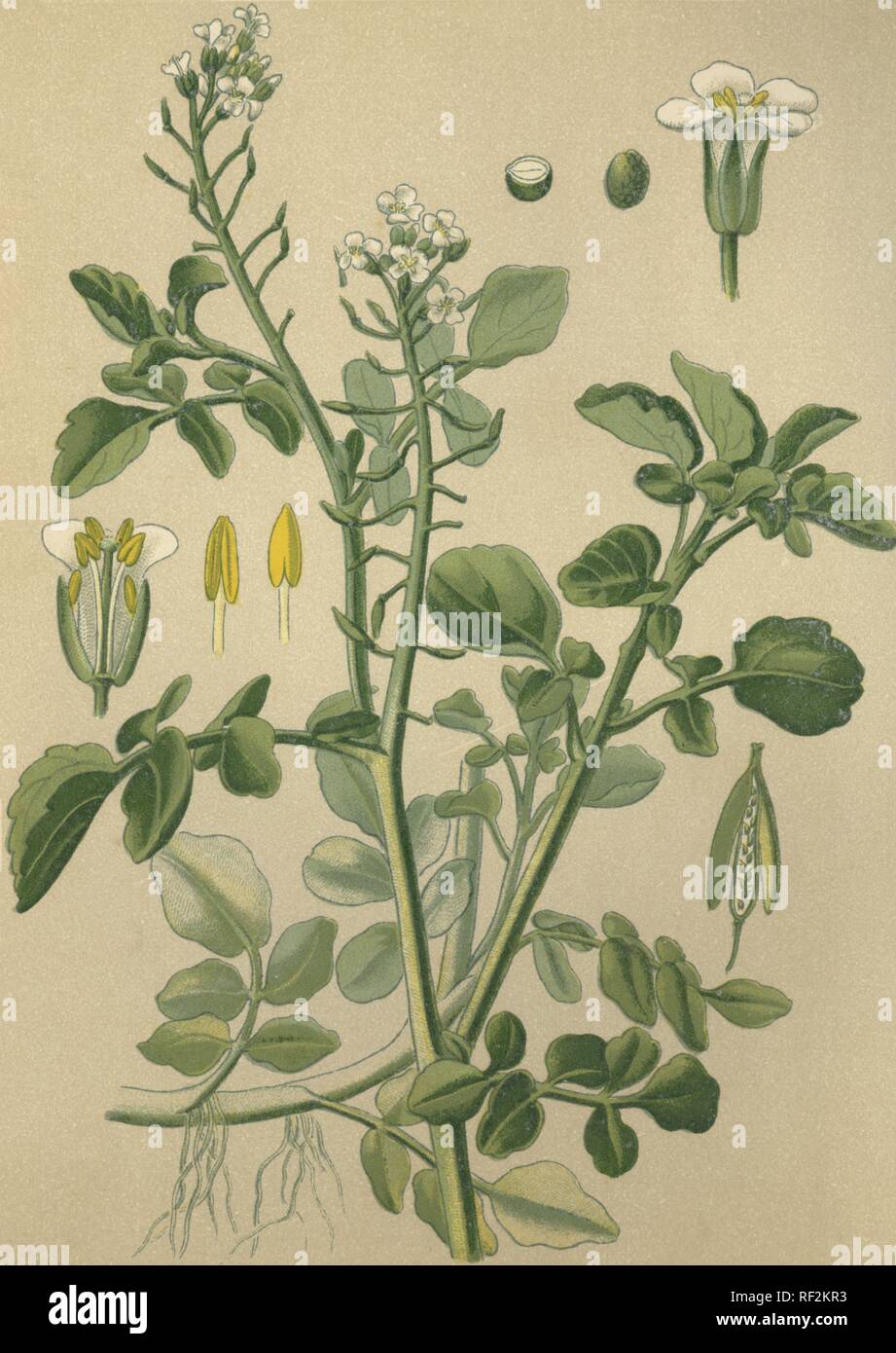 Watercress (Nasturtium officinale), medicinal plant, historical chromolithograph dated to 1880 Stock Photo