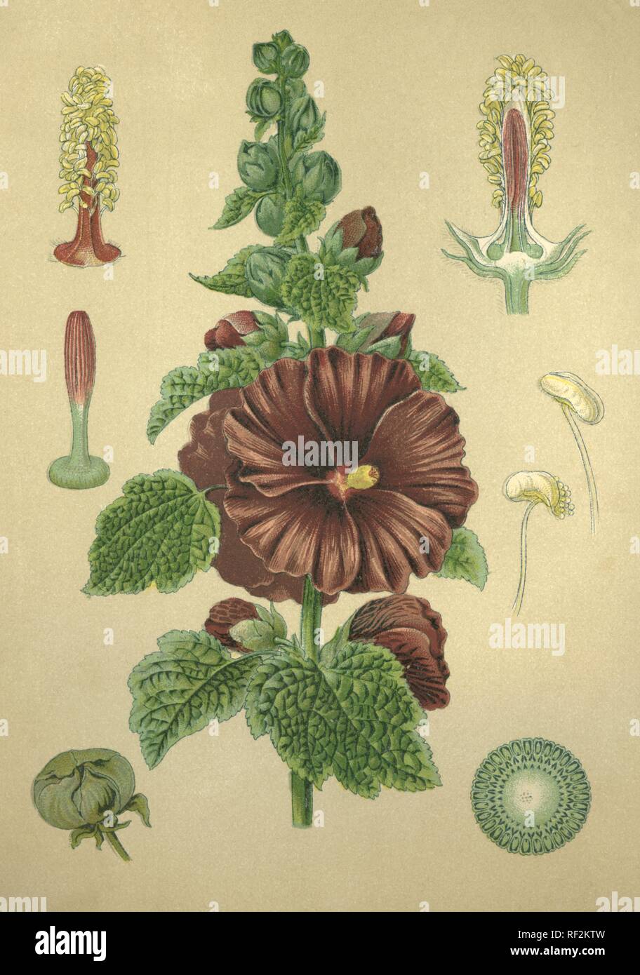Hollyhock (Althea rosea), medicinal plant, historical chromolithograph dated to 1880 Stock Photo