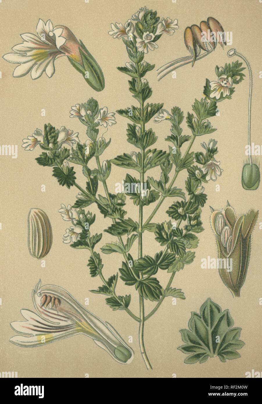 Common Eyebright (Euphrasia officinalis), medicinal plant, historical chromolithograph dated to 1880 Stock Photo
