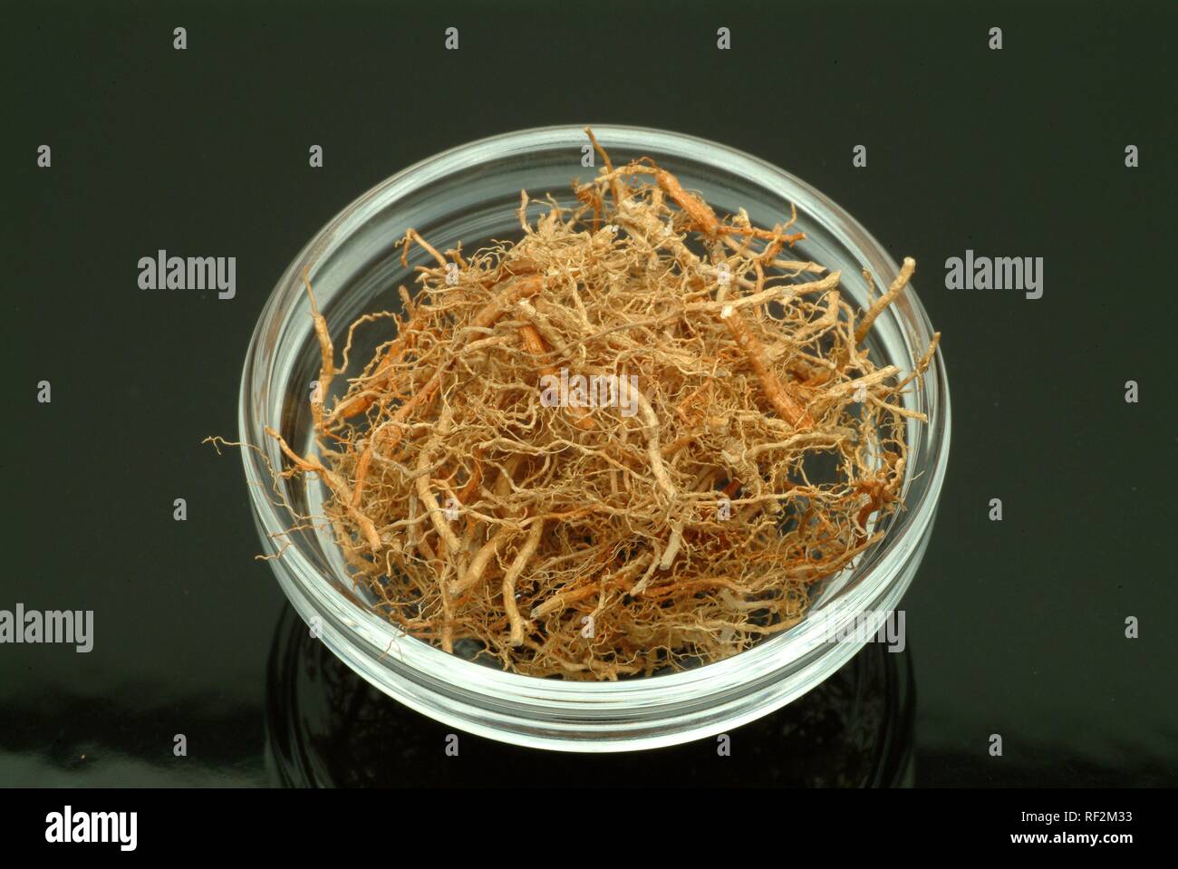 Dried Vetiver (Vetiveria zizanioides) in a glass bowl, medicinal plant Stock Photo