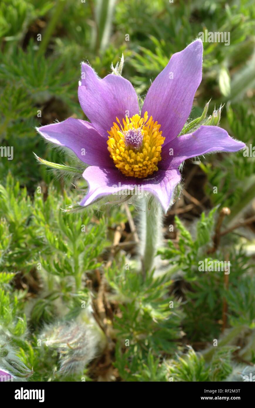 Pasque Flower (Pulsatilla vulgaris, Pulsatilla comune) aka Dane's Blood, medicinal plant Stock Photo