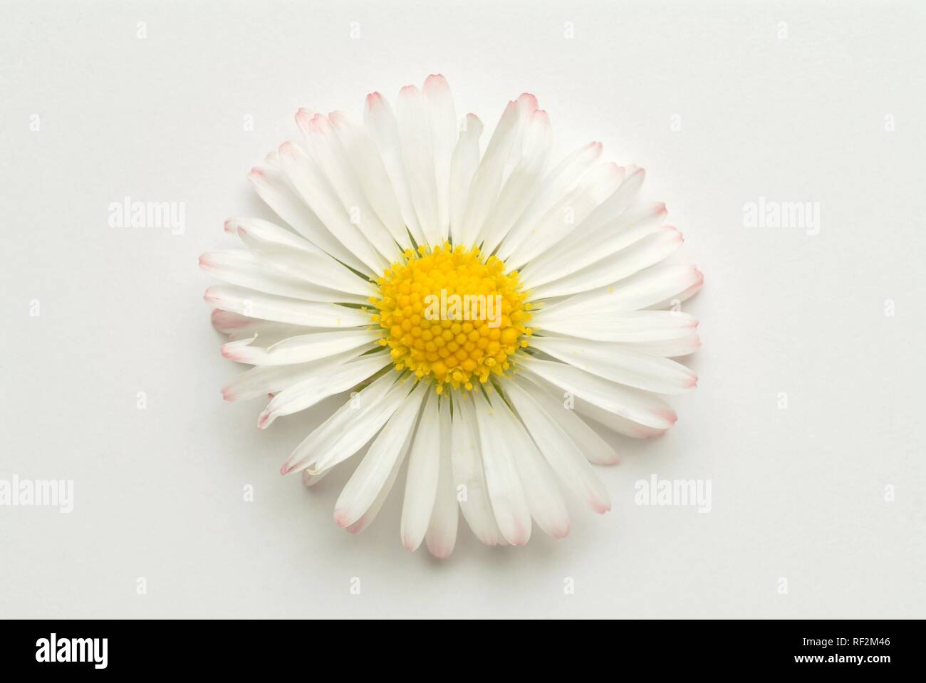 Common Daisy, Lawn Daisy or English Daisy (Bellis perennis), medicinal plant Stock Photo