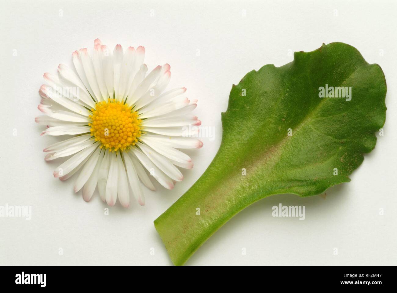 Common Daisy, Lawn Daisy or English Daisy (Bellis perennis), medicinal plant Stock Photo