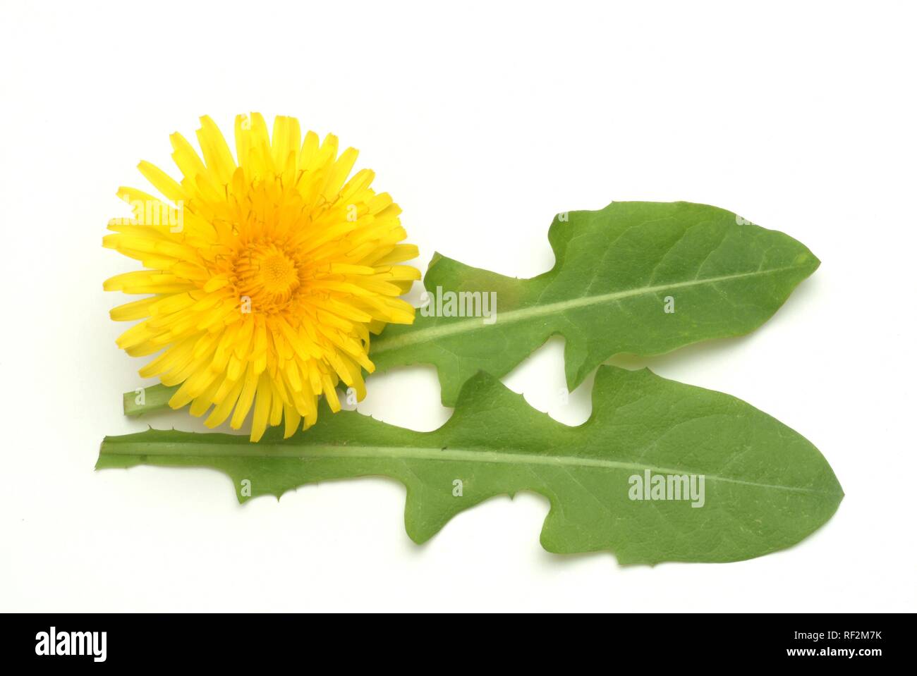 Dandelion (Taraxum officinale, Leontodon officinale), medicinal plant Stock Photo