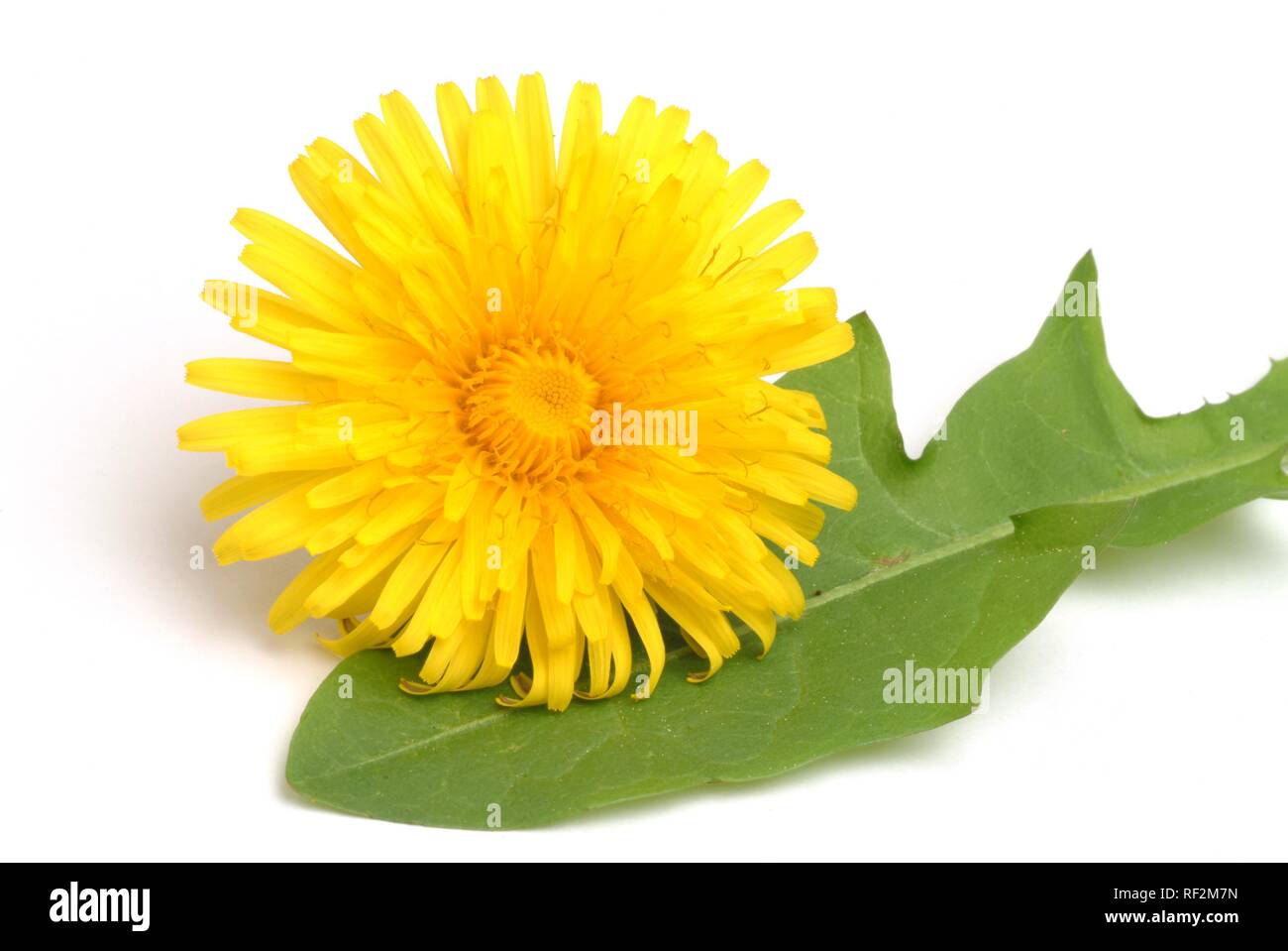 Dandelion (Taraxum officinale, Leontodon officinale), medicinal plant Stock Photo
