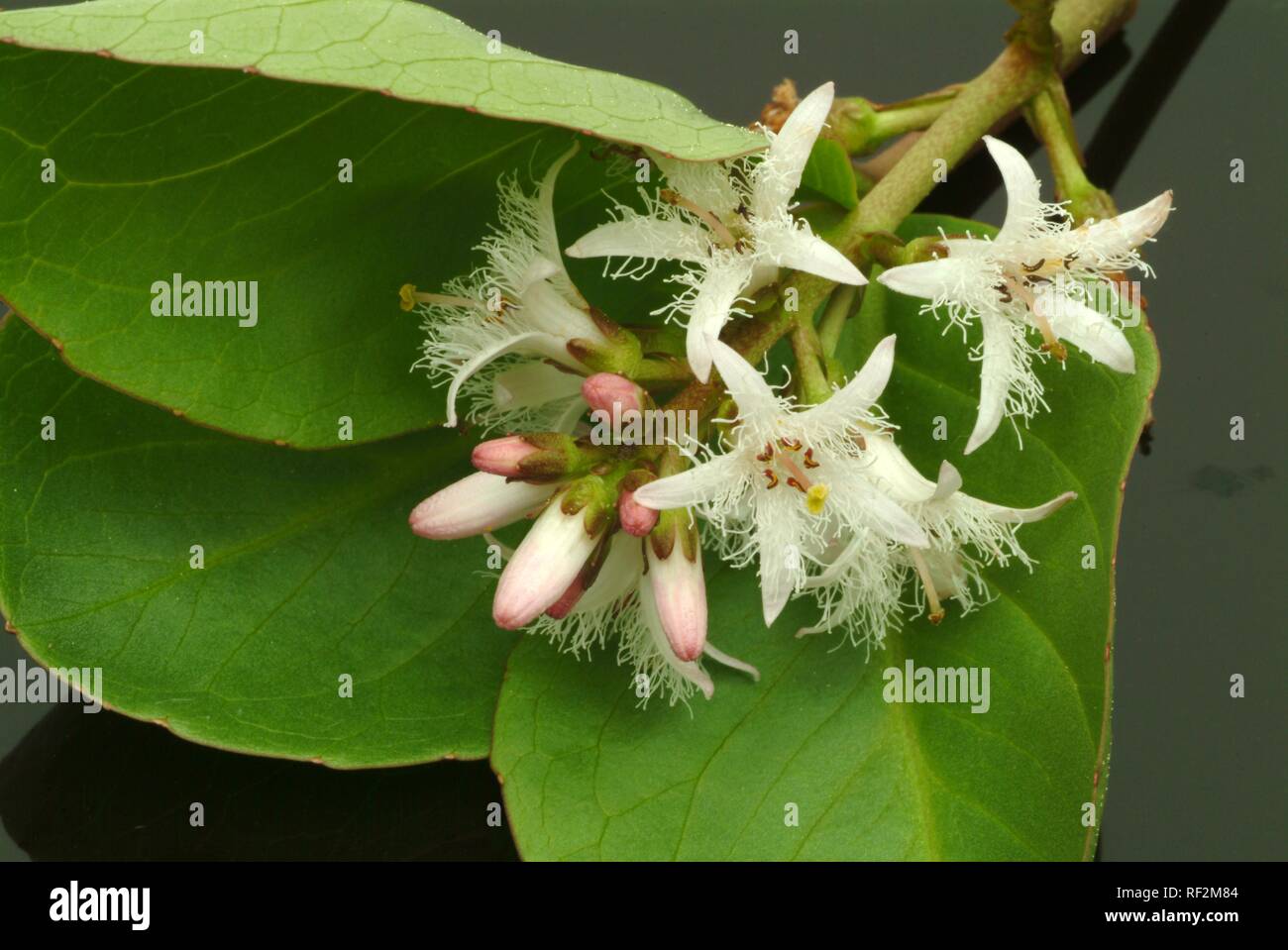 Bog Bean, Buckbean (Menyanthes trifoliata), medicinal plant Stock Photo