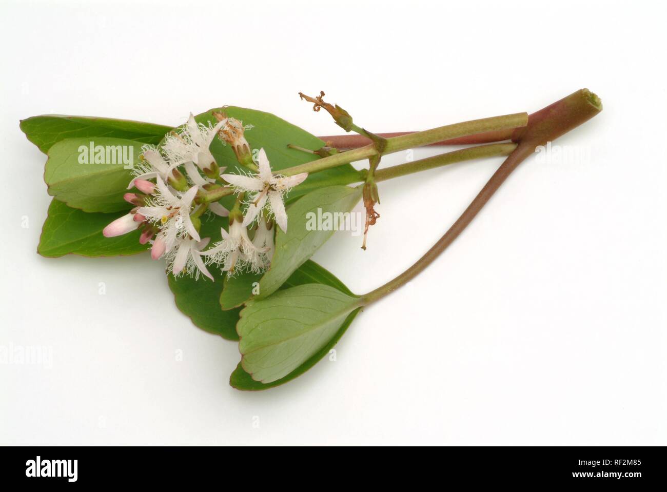 Bog Bean, Buckbean (Menyanthes trifoliata), medicinal plant Stock Photo