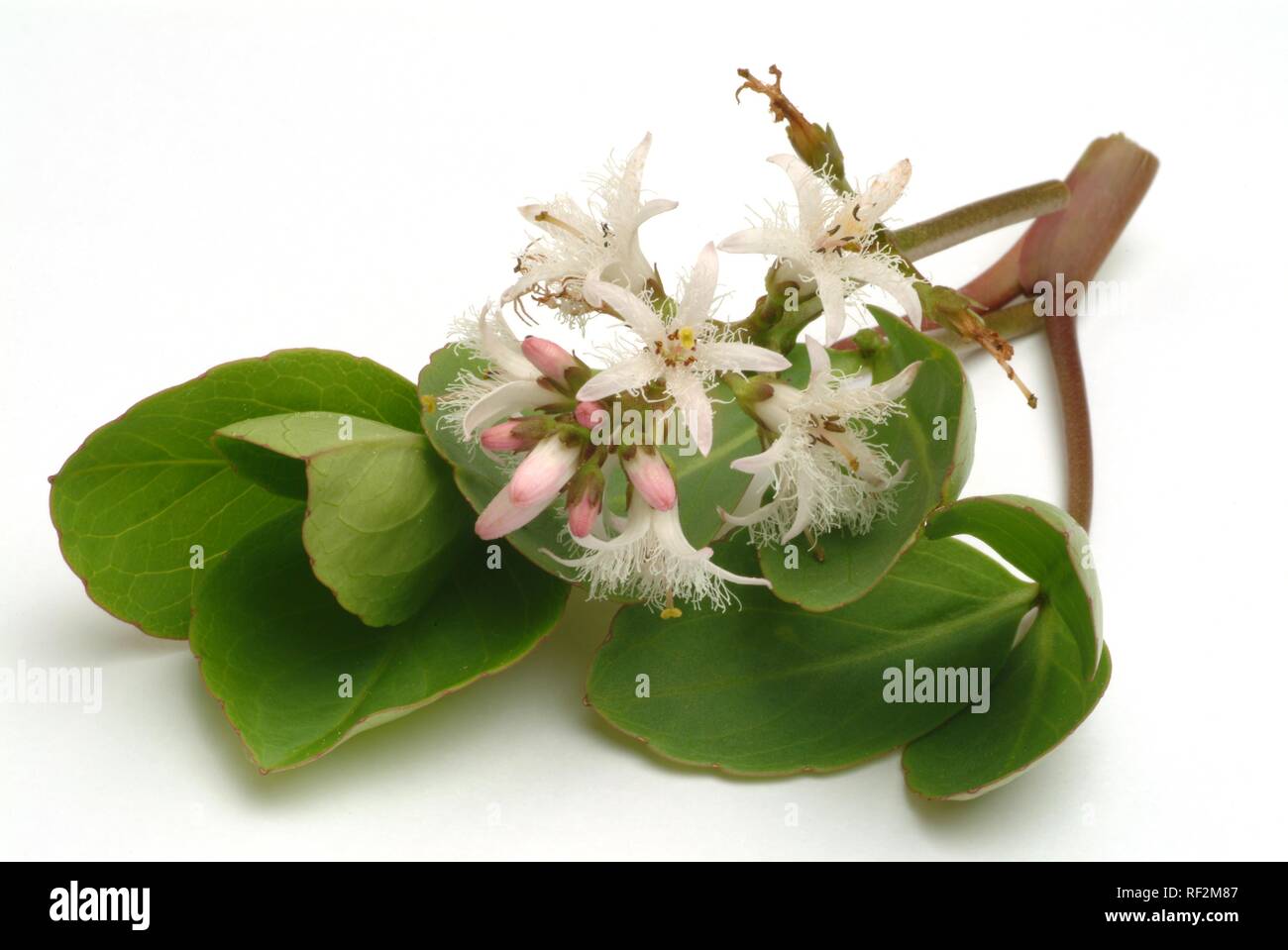 Bog Bean, Buckbean (Menyanthes trifoliata), medicinal plant Stock Photo